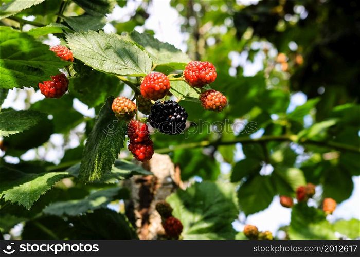Close up photo of unripe blackberry fruits on a shrub in a garden.