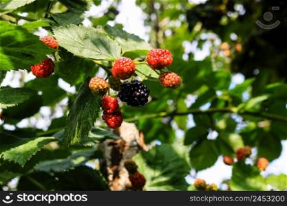 Close up photo of unripe blackberry fruits on a shrub in a garden.