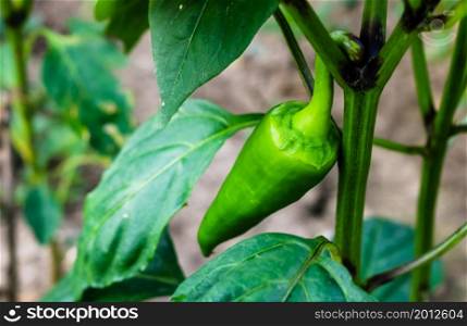 Close up photo of unripe hot green pepper on a branch in the garden.