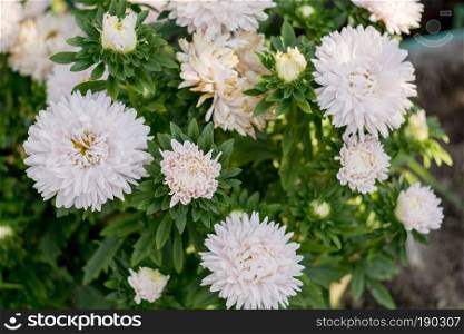 Close up photo of white aster flowers in the garden.