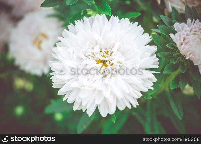 Close up photo of white aster flowers in the garden.