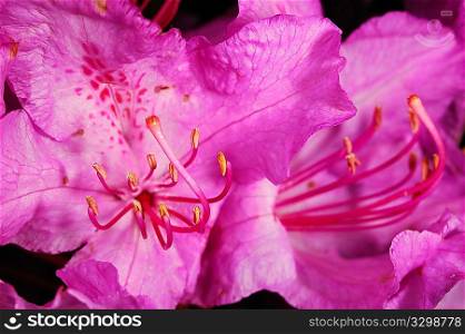 Close up photo of wild purple flower