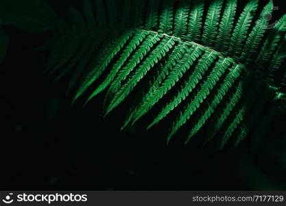 Close up photo on fern leaf on dark background.. Close up photo on fern leaf on dark background
