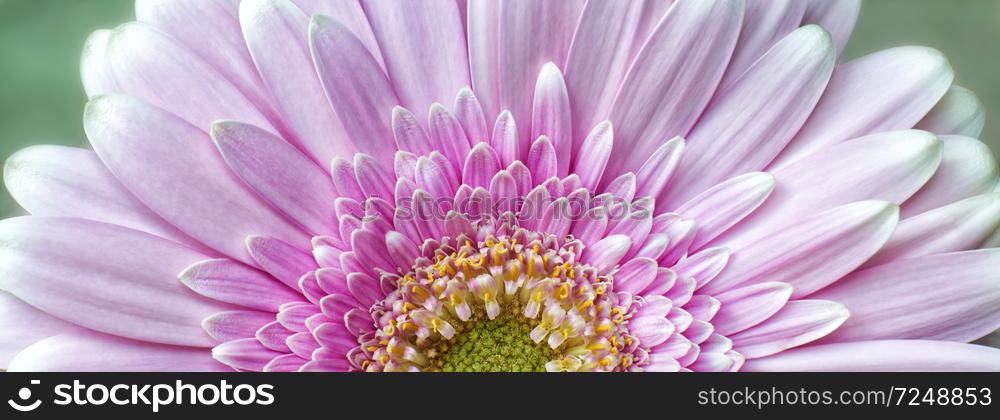 Close-up photograph of a pink chrysanthemum flower in bloom showing petals,stamen and pollen