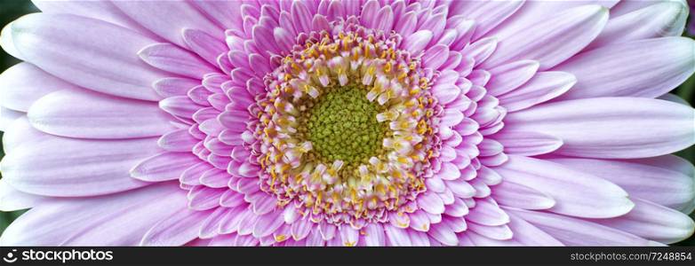 Close-up photograph of a pink chrysanthemum flower in bloom showing petals,stamen and pollen