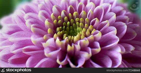 Close up photograph of purple Chrysanthemum Morifolium flower showing the stamen and petals