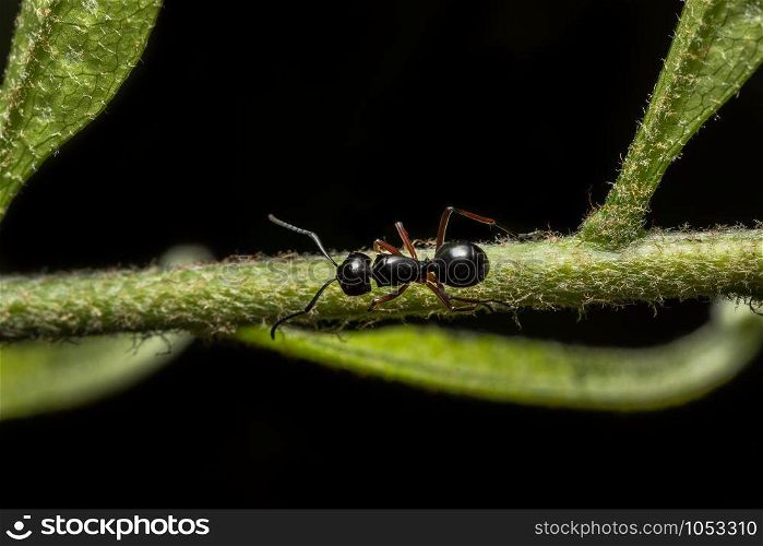 Close-up photos, black ants on a branch