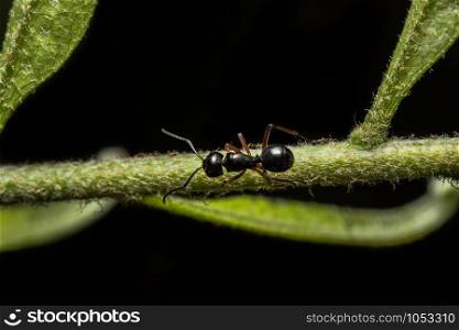 Close-up photos, black ants on a branch
