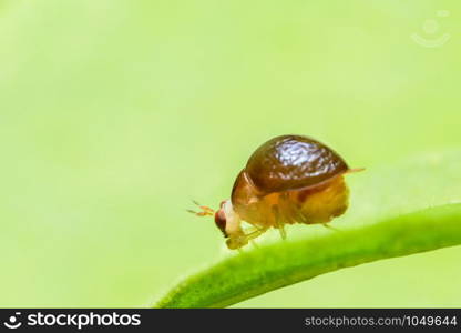 Close up photos of beetles
