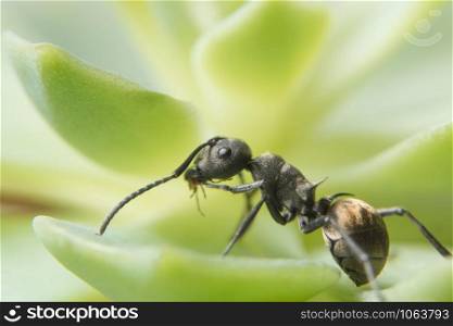 Close up photos of black ants on leaf