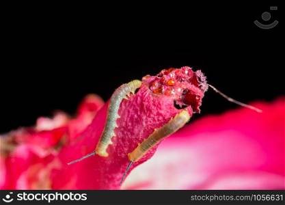 Close up photos of caterpillars on flowers