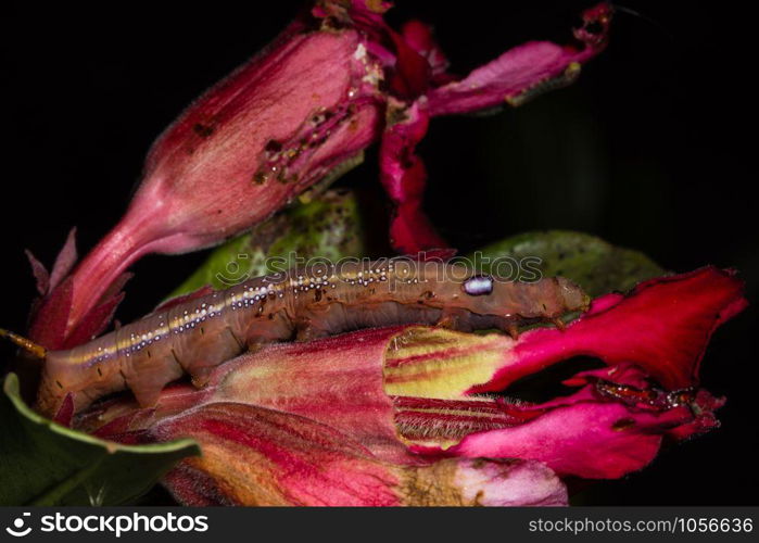 Close up photos of caterpillars on flowers