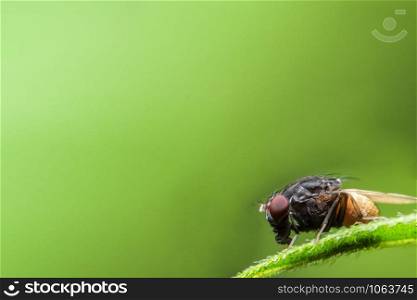 Close up photos of Drosophila on leaf