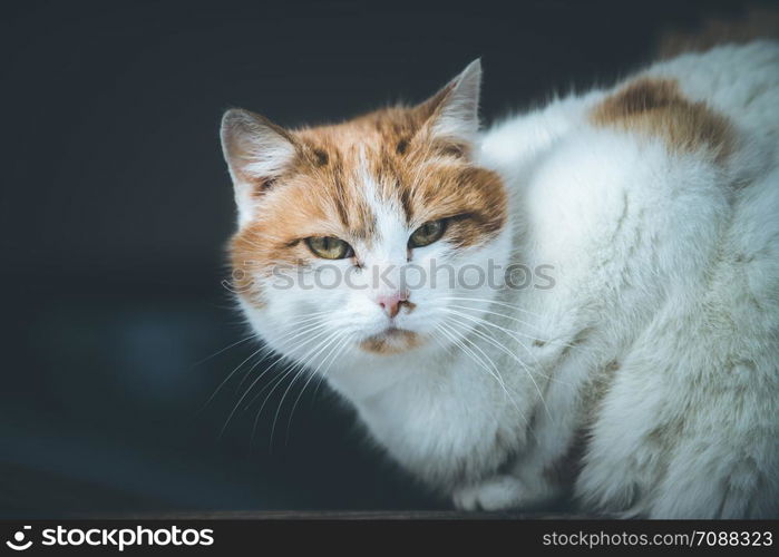 Close up picture of a colored cat sitting outside, winter