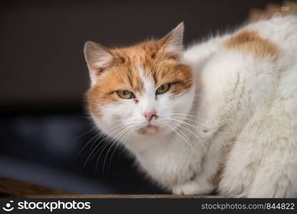 Close up picture of a colored cat sitting outside, winter