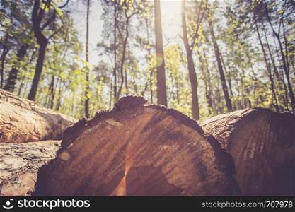 Close up picture of a fallen tree trunk, forest in the blurry background