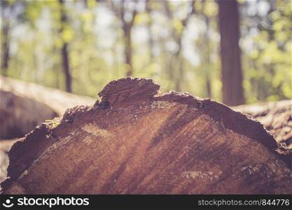 Close up picture of a fallen tree trunk, forest in the blurry background