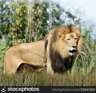 Close Up Picture Of A Male Lion In The Grass