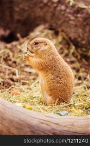 Close up picture of a prairie dog in the Zoo