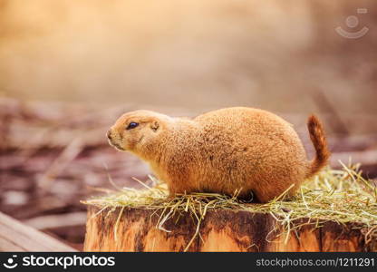 Close up picture of a prairie dog in the Zoo