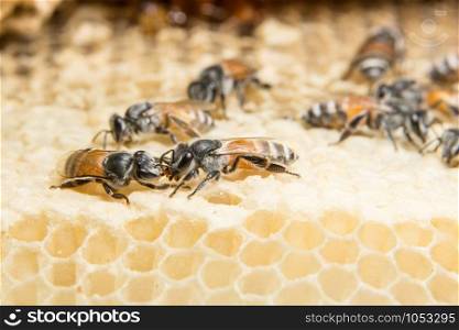 Close up picture of bee in beehive