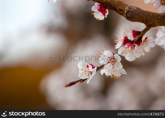 Close up picture of blooming apricot tree, pink blossoms in spring.