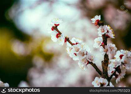 Close up picture of blooming apricot tree, pink blossoms in spring.