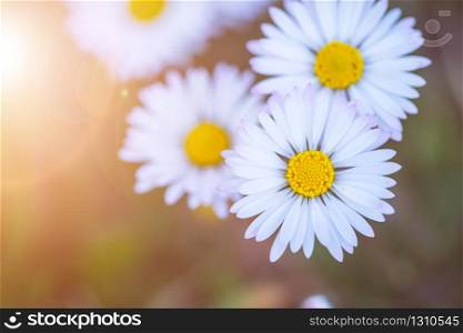 Close up picture of cute daisy blossom in spring