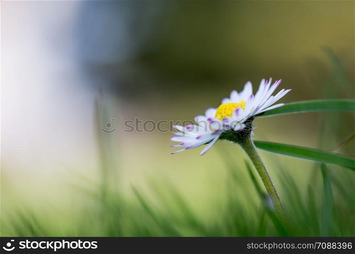 Close up picture of daisy blossom in spring