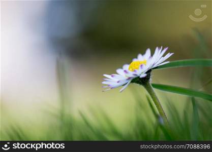 Close up picture of daisy blossom in spring