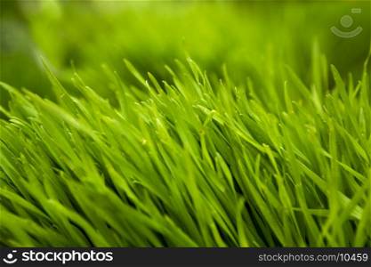 Close-up picture of fresh green grass