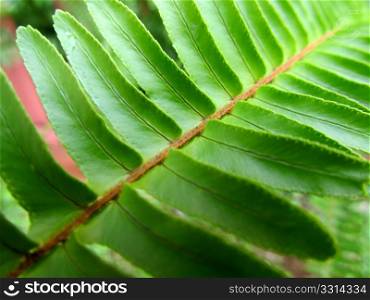 Close-up picture of green fern leaves