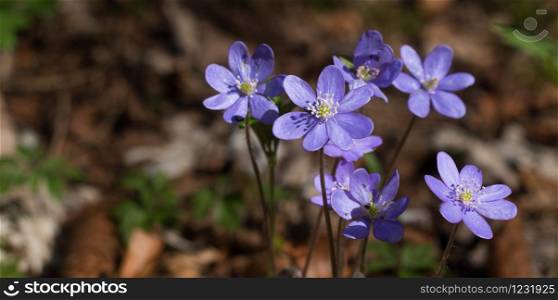 Close up picture of hepatica or liverleaf in spring
