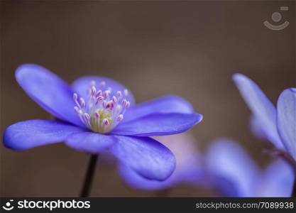 Close up picture of hepatica or liverleaf in spring