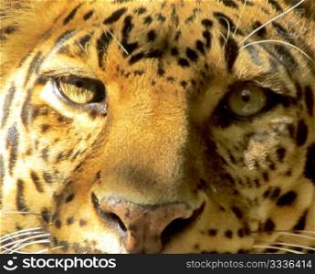 Close-up picture of Leopard face from front