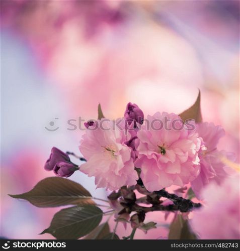 Close up picture of pink blooming cherry blossoms
