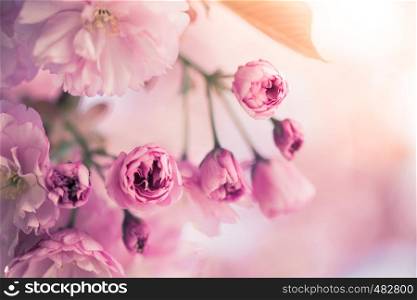 Close up picture of pink blooming cherry blossoms