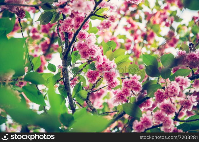 Close up picture of pink blooming cherry blossoms