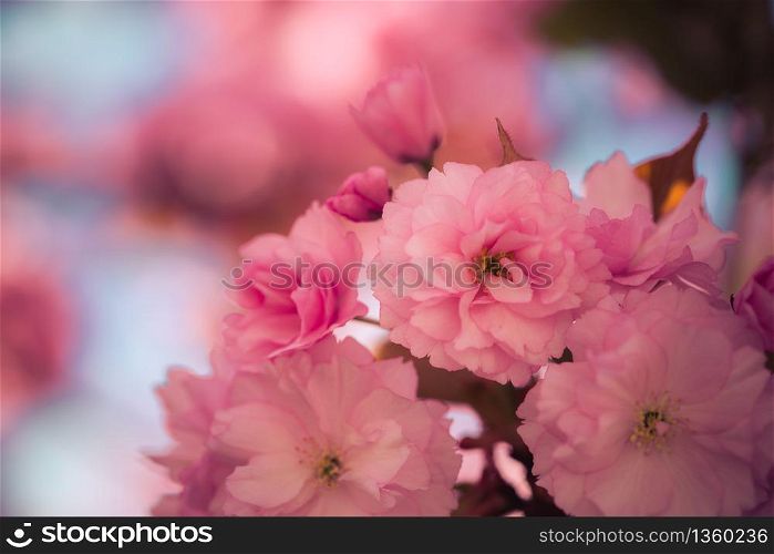 Close up picture of pink blooming cherry blossoms, copy space
