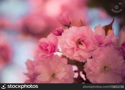 Close up picture of pink blooming cherry blossoms, copy space