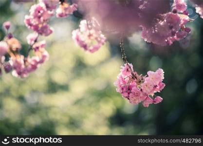 Close up picture of pink blooming cherry blossoms, copy space.