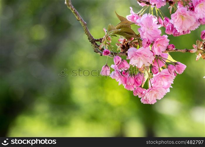 Close up picture of pink blooming cherry blossoms, copy space.