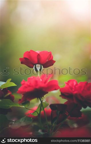 Close up picture of red roses in a public park, spring time