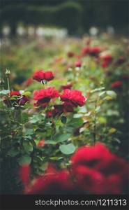 Close up picture of red roses in a public park, spring time