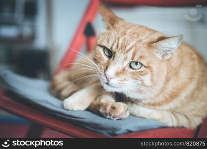 Close up picture of red tabby cat relaxing at home