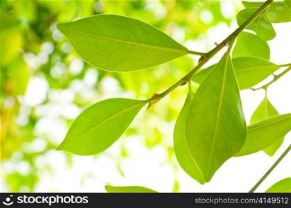 close up picture of rich tree foliage