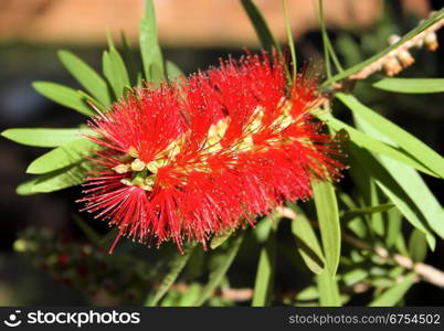 Close-up Picture of the Spiky Red Bottle Brush Flower