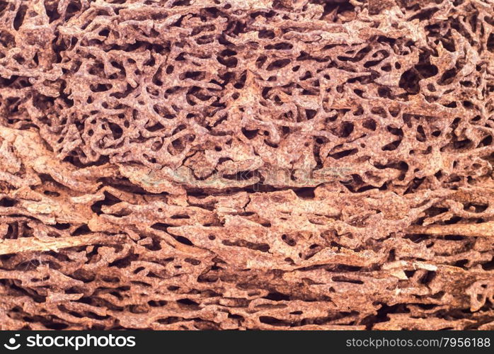 Close up piece of wood damaged and eaten by termite