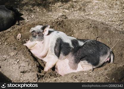 close up pig sleeping soil