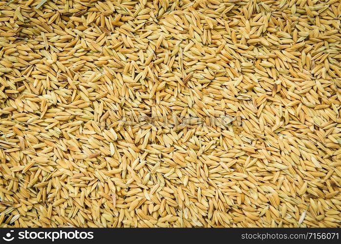 Close up pile of raw paddy rice seed grain / Rice texture background , top view